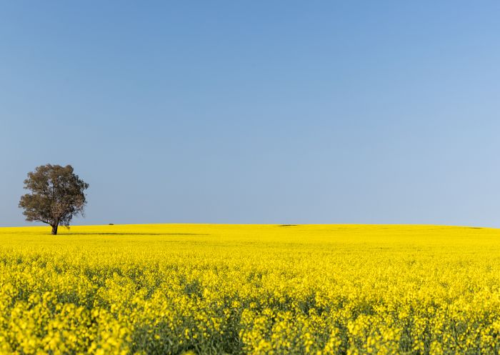 The vibrant golden canola fields in Temora Shire